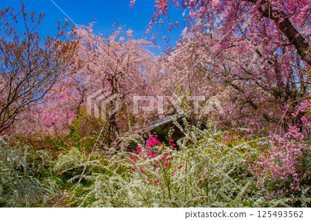 [京都風景] 原谷園櫻花盛開，五彩繽紛的花朵環繞 125493562