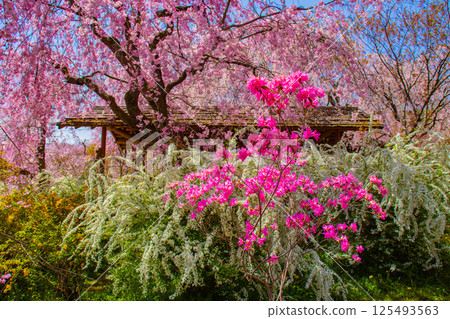 [京都風景] 原谷園櫻花盛開，五彩繽紛的花朵環繞 125493563