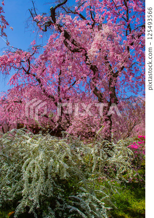 [京都風景] 原谷園櫻花盛開，五彩繽紛的花朵環繞 125493566