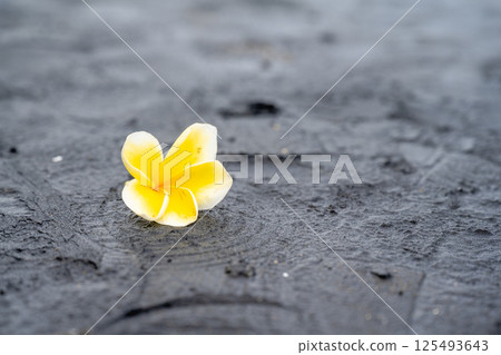 黑沙灘上的黃色蛋花 125493643