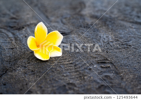 黑沙灘上的黃色蛋花 黑沙灘上的黃色蛋花 125493644