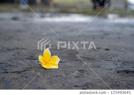 Yellow egg flower on the Black Sand Beach Yellow egg flower on the Black Sand Beach 125493645