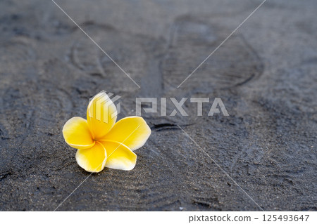 Yellow egg flower on the Black Sand Beach Yellow egg flower on the Black Sand Beach 125493647