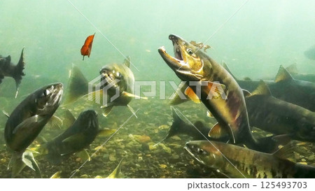 三文魚順千歲川而上 三文魚順千歲川而上 125493703