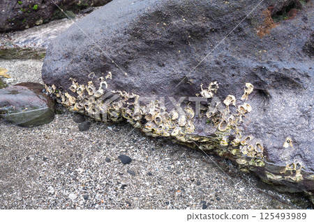 附著在海岸岩石表面的藤壺 125493989