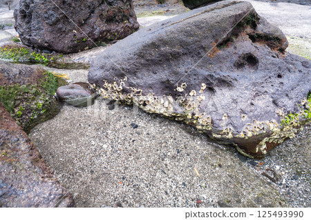 附著在海岸岩石表面的藤壺 附著在海岸岩石表面的藤壺 125493990
