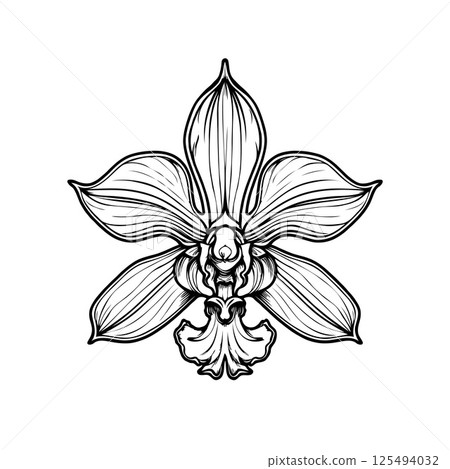 Orchid Cymbidium flower in line art style on white background. Concept of elegance 125494032