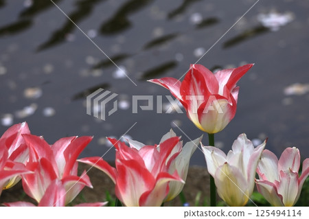 Colorful red, white and yellow Colorful red, white and yellow 125494114
