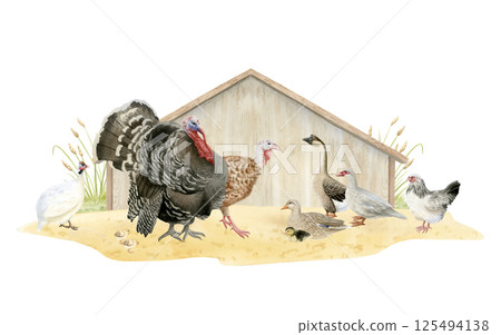 Watercolor farm birds in wooden coop hand drawn illustration isolated on white. Ducks, geese, turkeys, chickens and guinea fowls on sand ground realistic clipart. Fall poultry yard for village designs 125494138