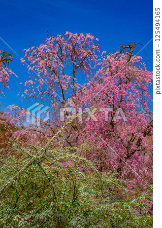 [Kyoto scenery] Cherry blossoms at Haradanien surrounded by colorful flowers 125494165