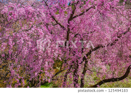 [京都風景] 原谷園櫻花盛開，五彩繽紛的花朵環繞 125494183