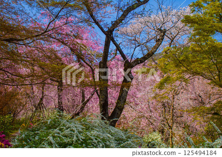 [Kyoto scenery] Cherry blossoms at Haradanien surrounded by colorful flowers 125494184