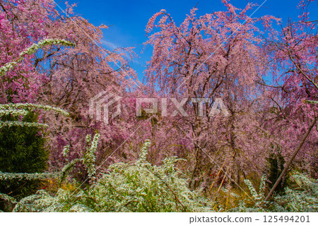 [Kyoto scenery] Cherry blossoms at Haradanien surrounded by colorful flowers 125494201