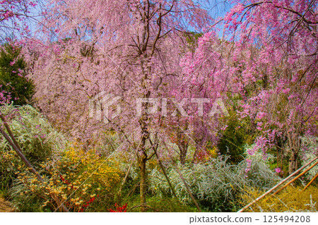 [京都風景] 原谷園櫻花盛開，五彩繽紛的花朵環繞 125494208