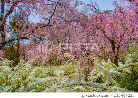 [京都風景] 原谷園櫻花盛開，五彩繽紛的花朵環繞 125494225
