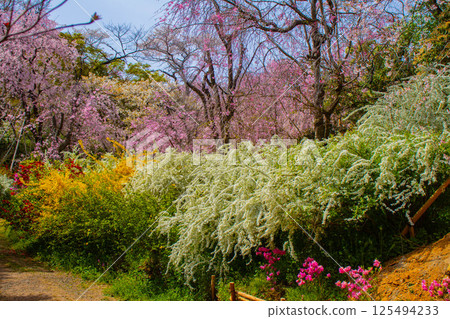 [Kyoto scenery] Cherry blossoms at Haradanien surrounded by colorful flowers 125494233