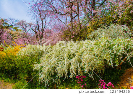[Kyoto scenery] Cherry blossoms at Haradanien surrounded by colorful flowers 125494236