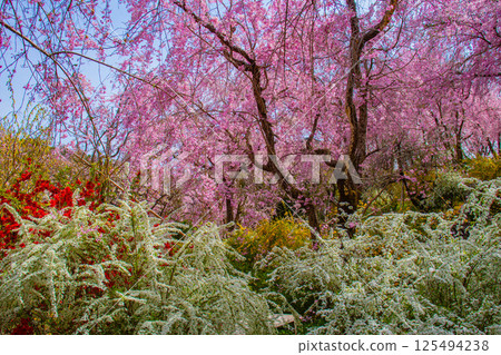 [Kyoto scenery] Cherry blossoms at Haradanien surrounded by colorful flowers 125494238