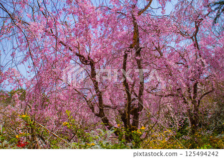 [Kyoto scenery] Cherry blossoms at Haradanien surrounded by colorful flowers 125494242