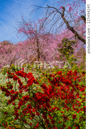 [Kyoto scenery] Cherry blossoms at Haradanien surrounded by colorful flowers 125494245