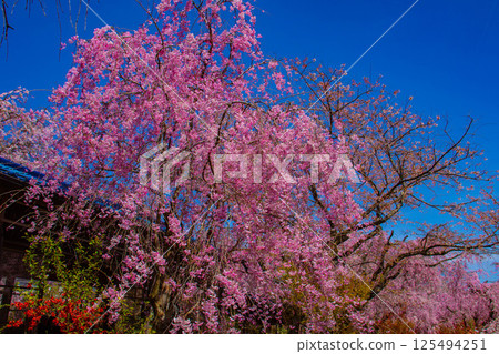 [Kyoto scenery] Cherry blossoms at Haradanien surrounded by colorful flowers 125494251