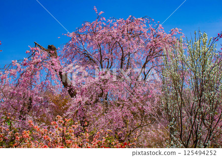 [Kyoto scenery] Cherry blossoms at Haradanien surrounded by colorful flowers 125494252