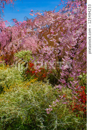 [Kyoto scenery] Cherry blossoms at Haradanien surrounded by colorful flowers 125494253