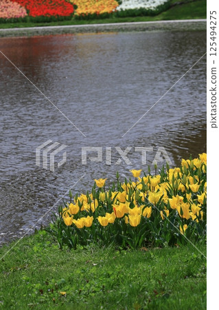 Colorful red, white and yellow Colorful red, white and yellow 125494275