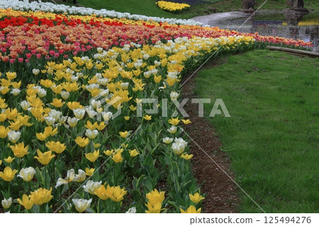 Colorful red, white and yellow Colorful red, white and yellow 125494276
