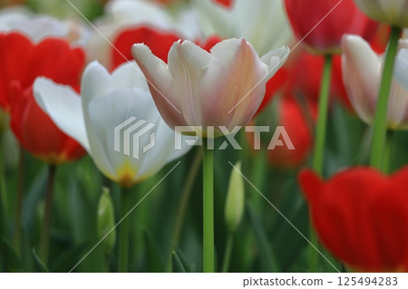 Colorful red, white and yellow 125494283