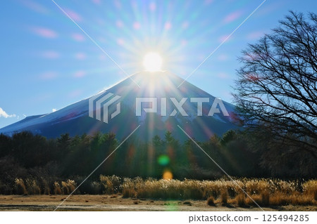 Winter January Diamond Fuji shines in the pure fir forest at Hana no Miyako Park in Lake Yamanaka 125494285