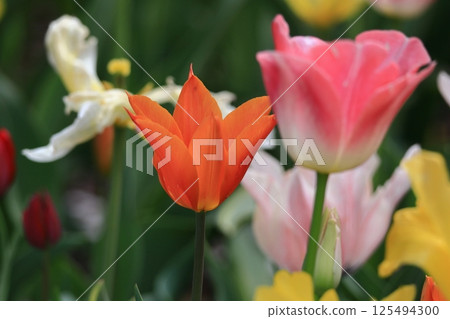 Colorful red, white and yellow Colorful red, white and yellow 125494300