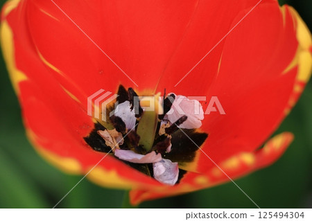 Colorful red, white and yellow Colorful red, white and yellow 125494304