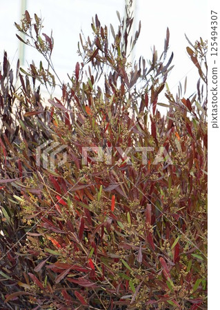 Sugarcane buds, March 2025 125494307