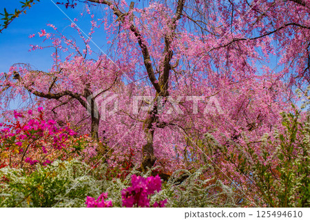 [京都風景] 原谷園櫻花盛開，五彩繽紛的花朵環繞 125494610