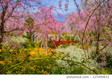 [京都風景] 原谷園櫻花盛開，五彩繽紛的花朵環繞 125494631