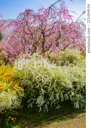 [Kyoto scenery] Cherry blossoms at Haradanien surrounded by colorful flowers 125494634