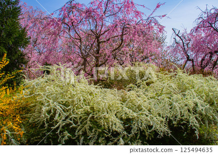 [Kyoto scenery] Cherry blossoms at Haradanien surrounded by colorful flowers 125494635