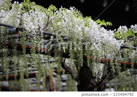 神奈川縣藤澤市白畑神社的義經紫藤 125494792