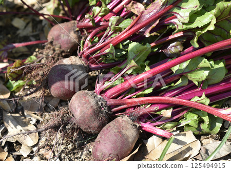 Organic beetroot in garden. harvesting beetroot. 125494915