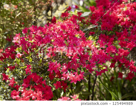 Red small azalea flowers 125494989