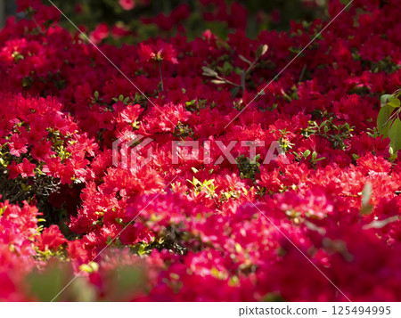 Red small azalea flowers Red small azalea flowers 125494995
