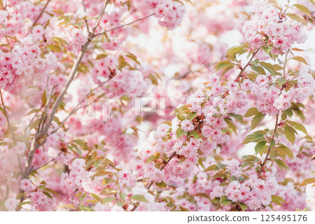 Soft focus image of blooming pink cherry sakura blossom branches under bright spring light creating romantic and dreamy seasonal spring backgrounds, romantic themes, seasonal design 125495176