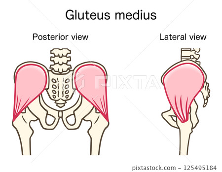 Anatomy of the gluteus medius, posterior and lateral views 125495184