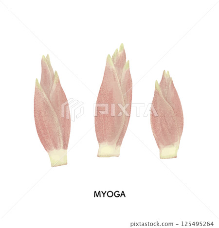 Illustration of ginger drawn with colored pencils Illustration of ginger drawn with colored pencils 125495264