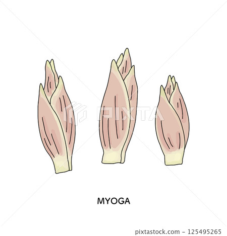 茗荷的線條畫插圖 125495265