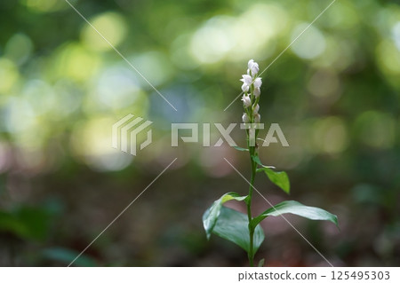 Sasaba Silver Orchid 125495303