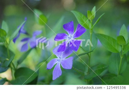 Blue Tsurunichinissha 125495336