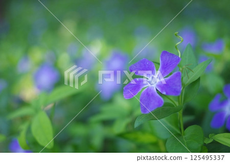 Blue Tsurunichinissha 125495337