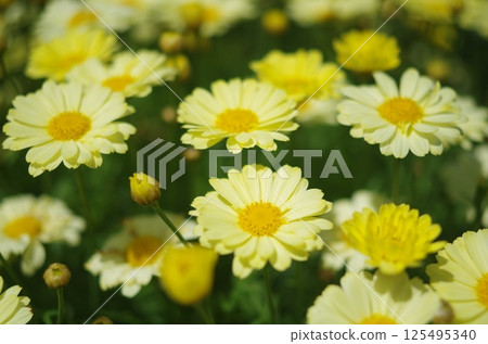 Yellow flower Yellow flower 125495340